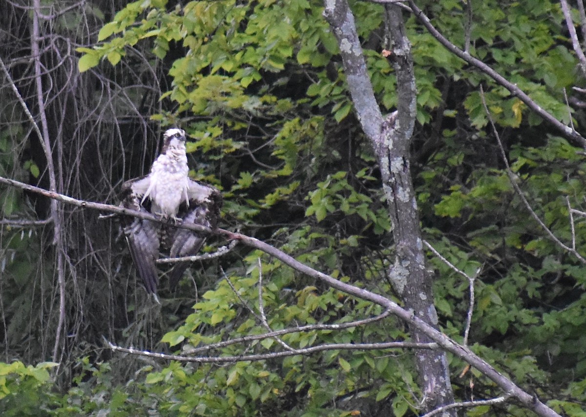 Osprey (carolinensis) - Sheryl Johnson