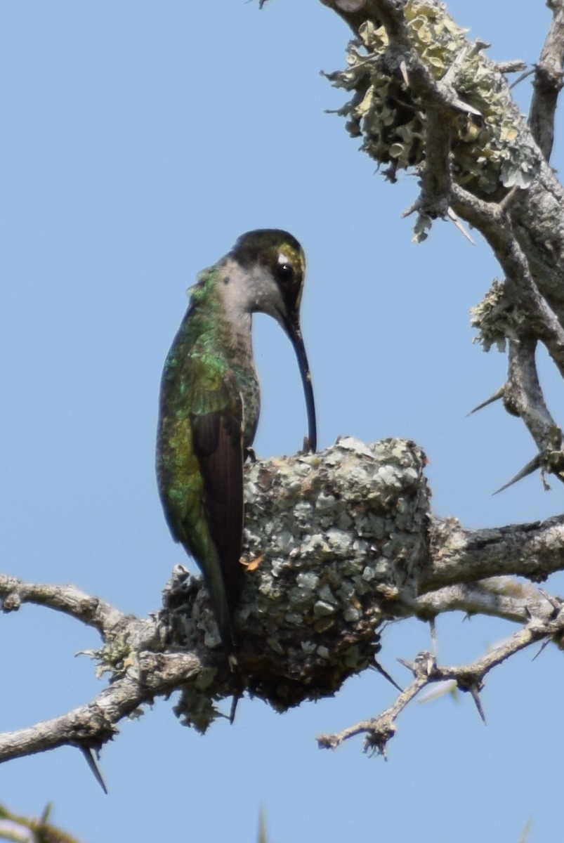 Blue-tufted Starthroat - ML594408541