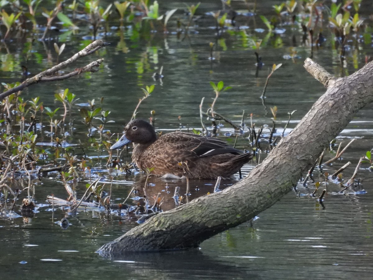 Brown Teal - ML594408781