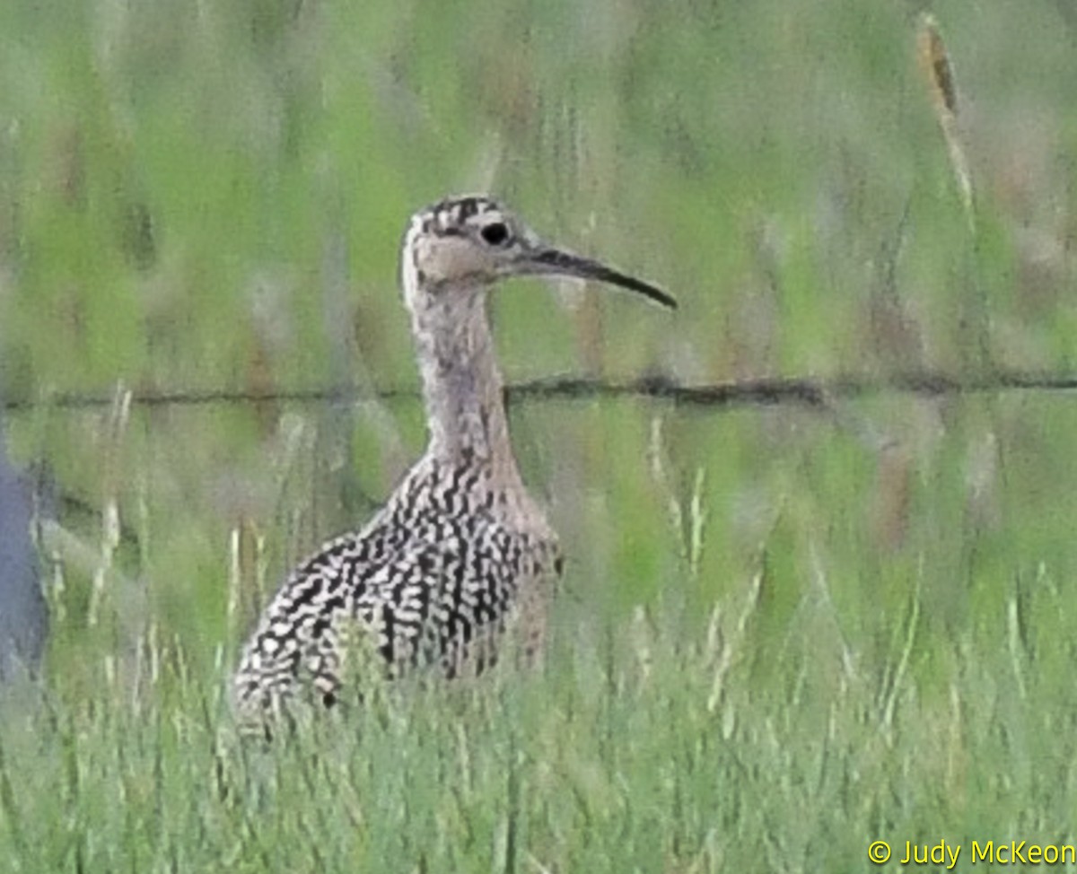 Long-billed Curlew - ML594409191