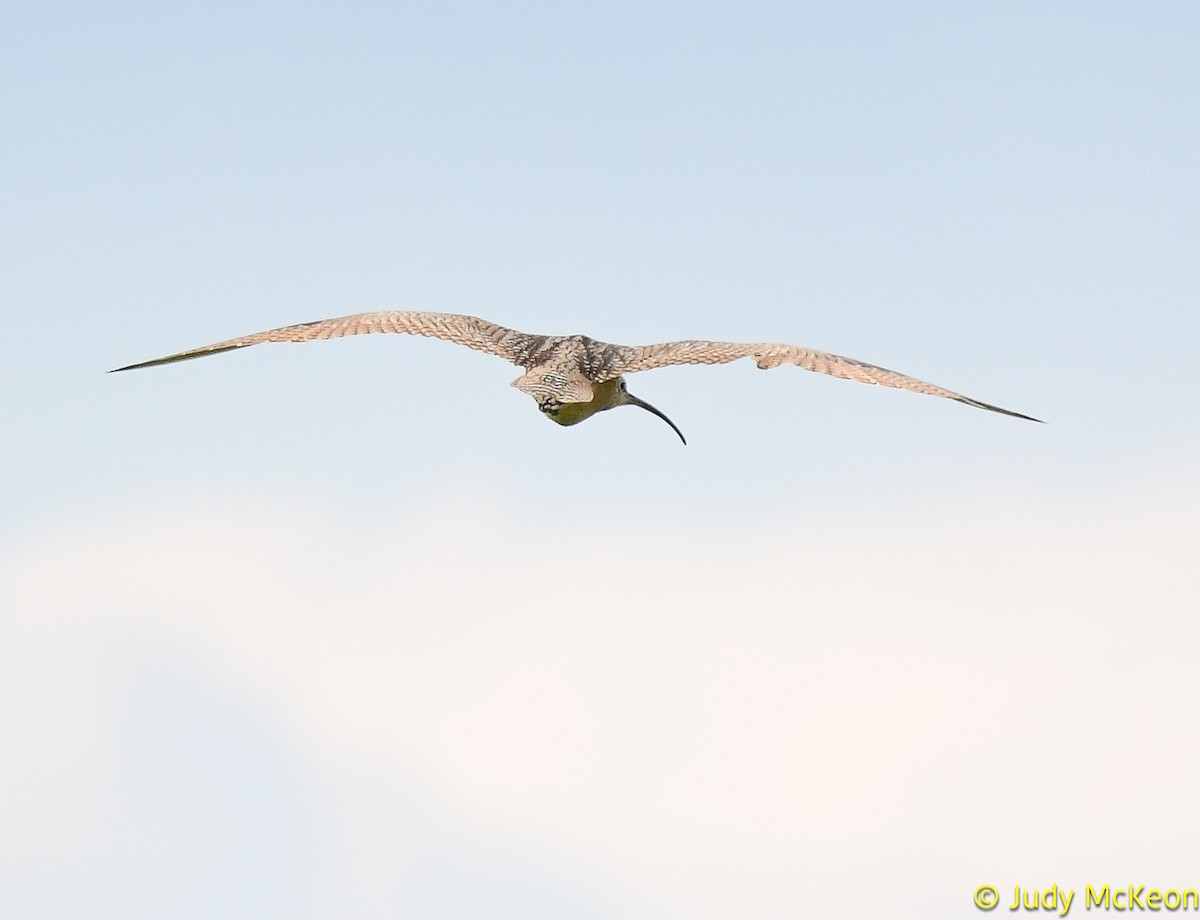 Long-billed Curlew - ML594409201