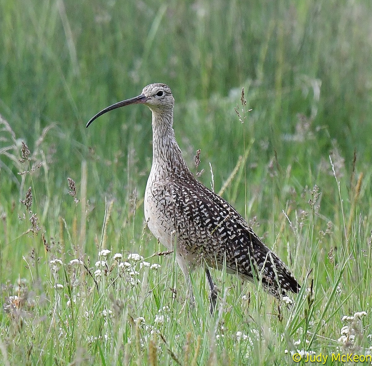 Long-billed Curlew - ML594409211