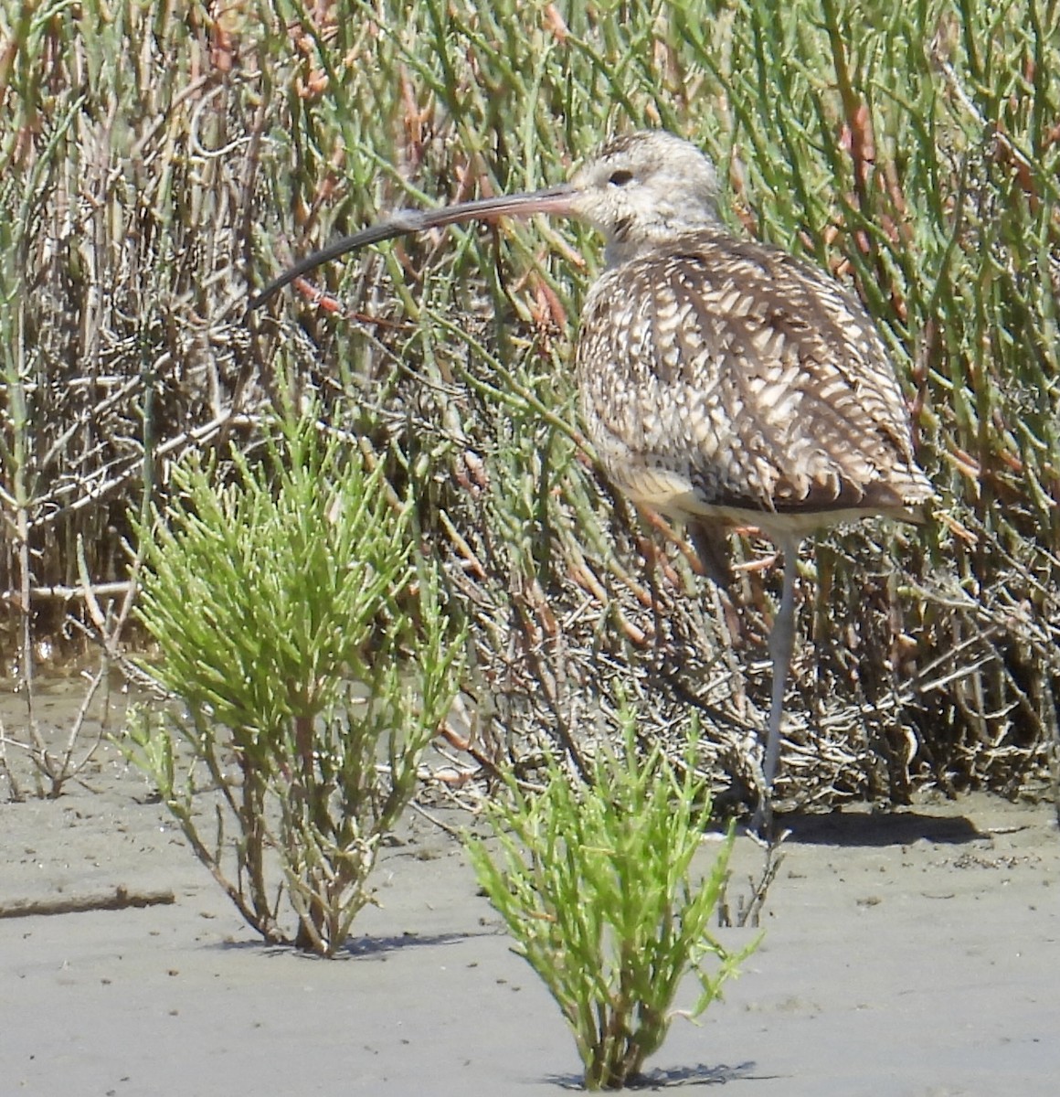 Long-billed Curlew - ML594409291