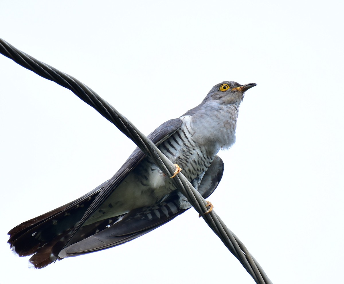 Common Cuckoo - Arindam Roy
