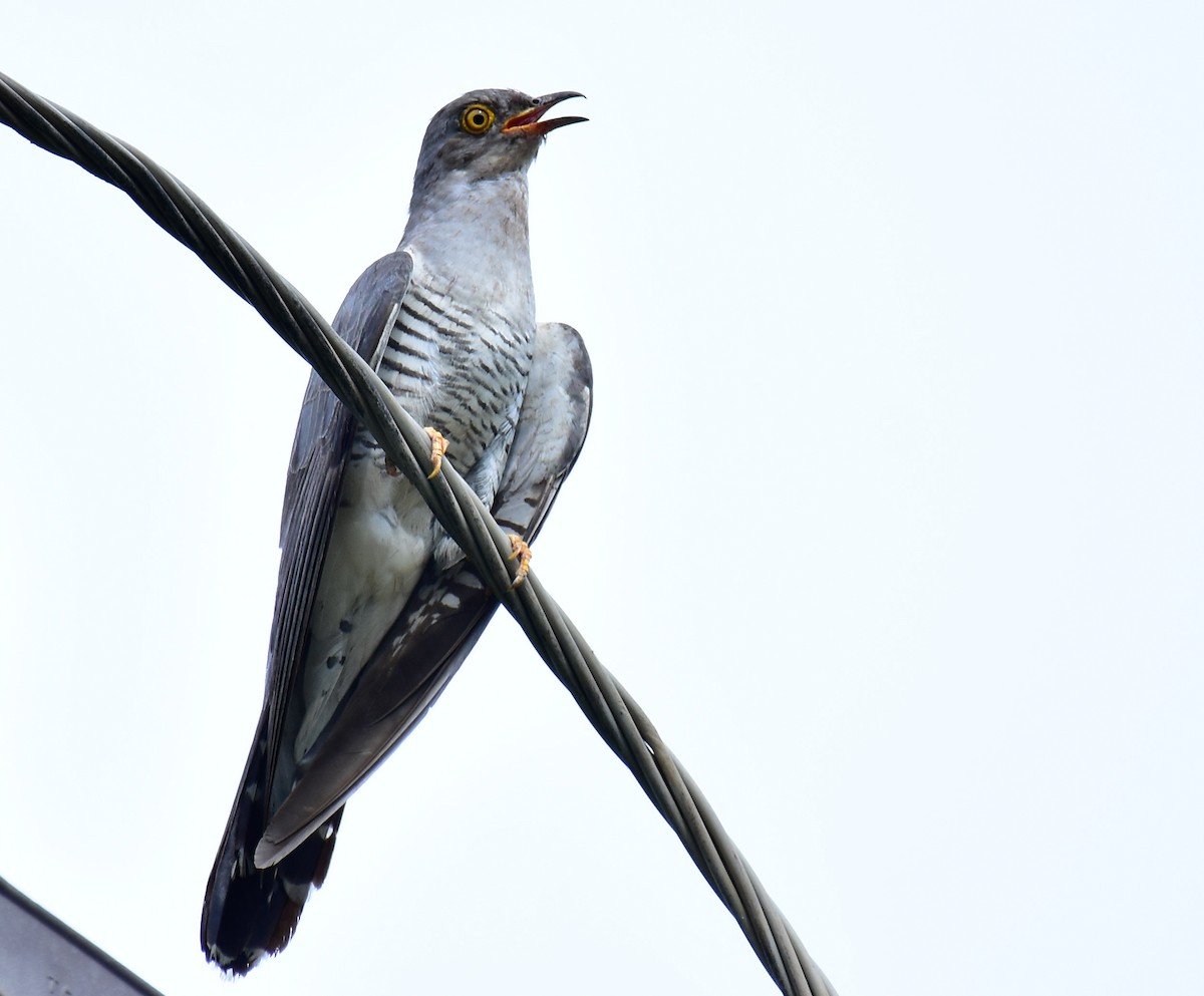 Common Cuckoo - Arindam Roy