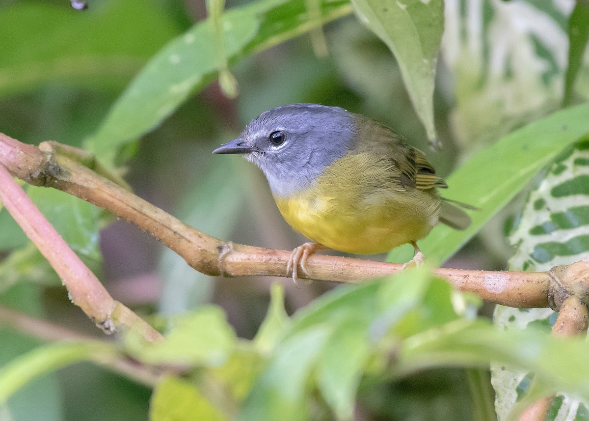 White-lored Warbler - ML594410051