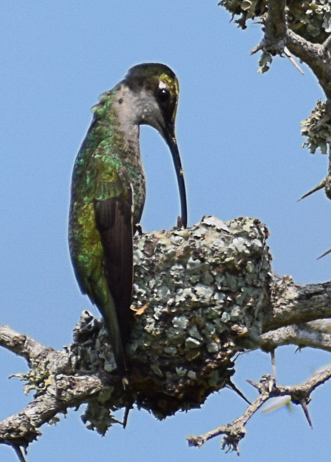 Colibrí de Barbijo - ML594410141