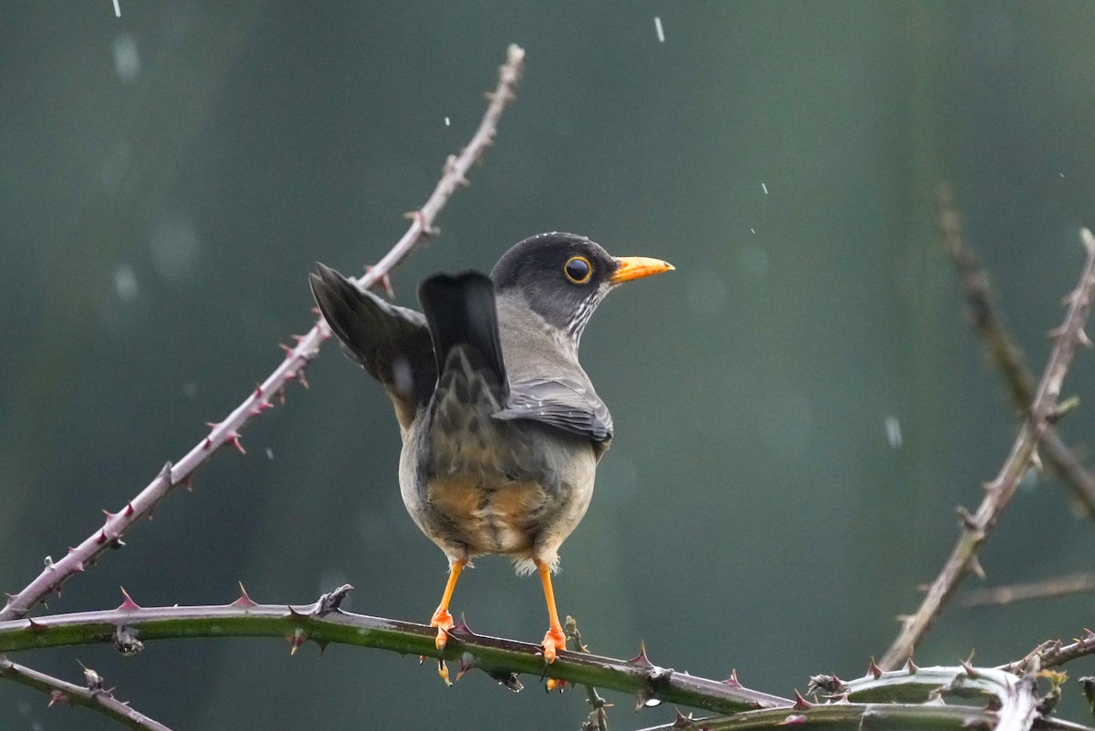 Austral Thrush - Sergio Jaque Bopp