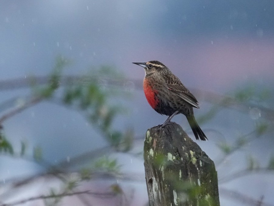 Long-tailed Meadowlark - ML594410371