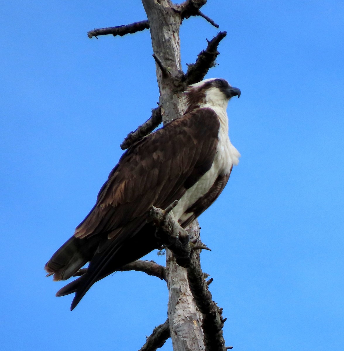 Osprey - Cathleen Burns