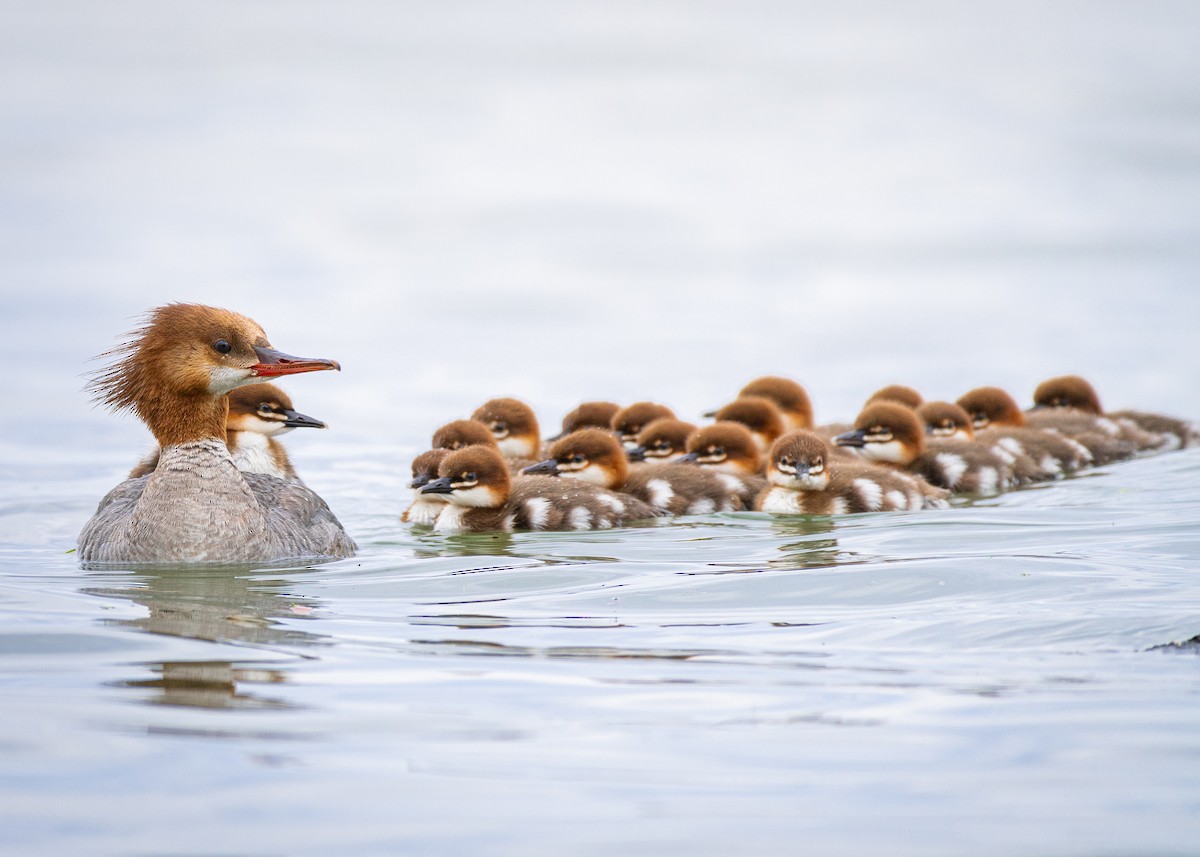 Common Merganser - ML594411531