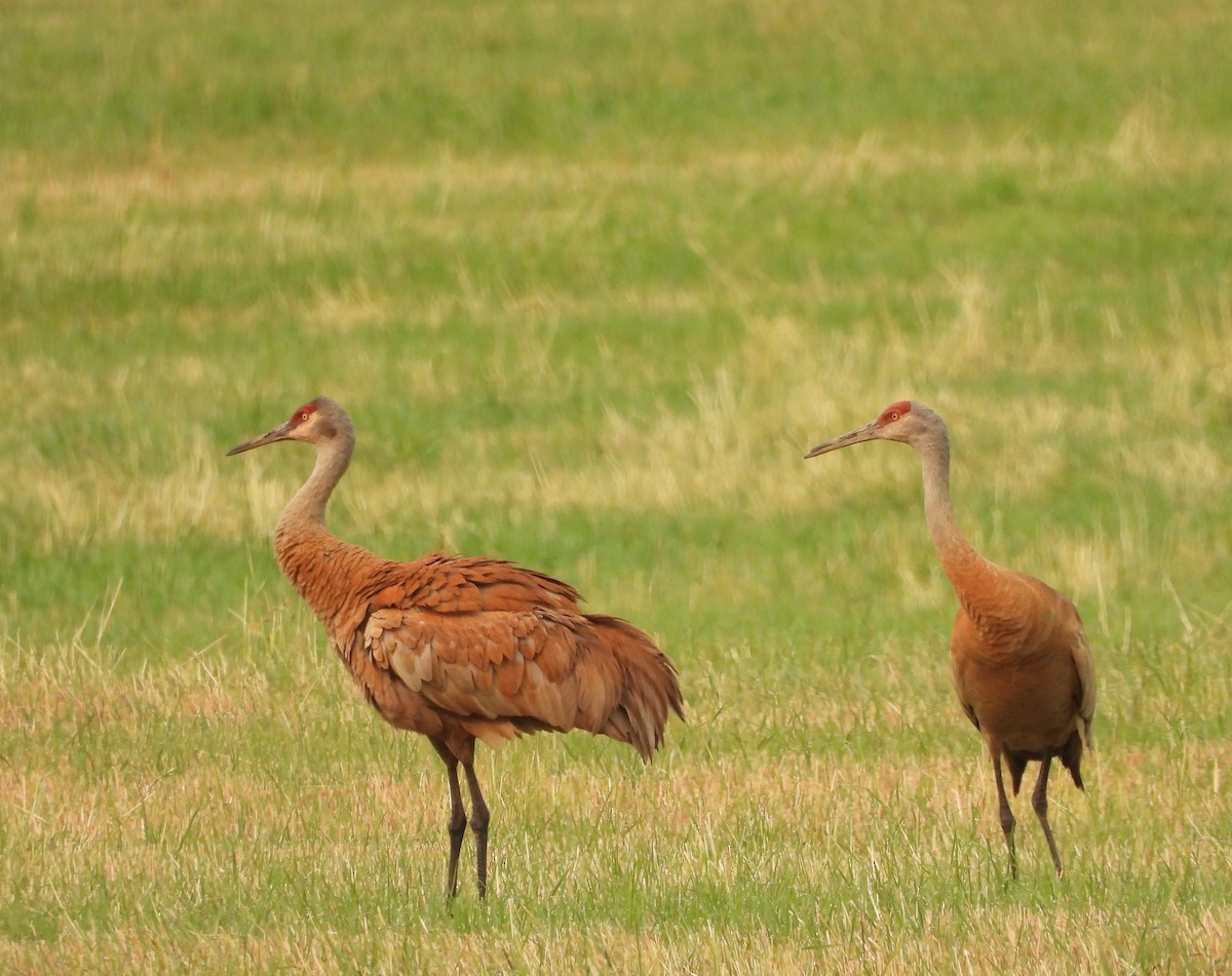 Sandhill Crane - Marc-Andre Beaucher