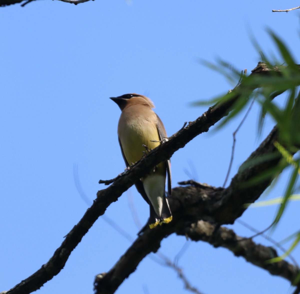 Cedar Waxwing - ML594412411