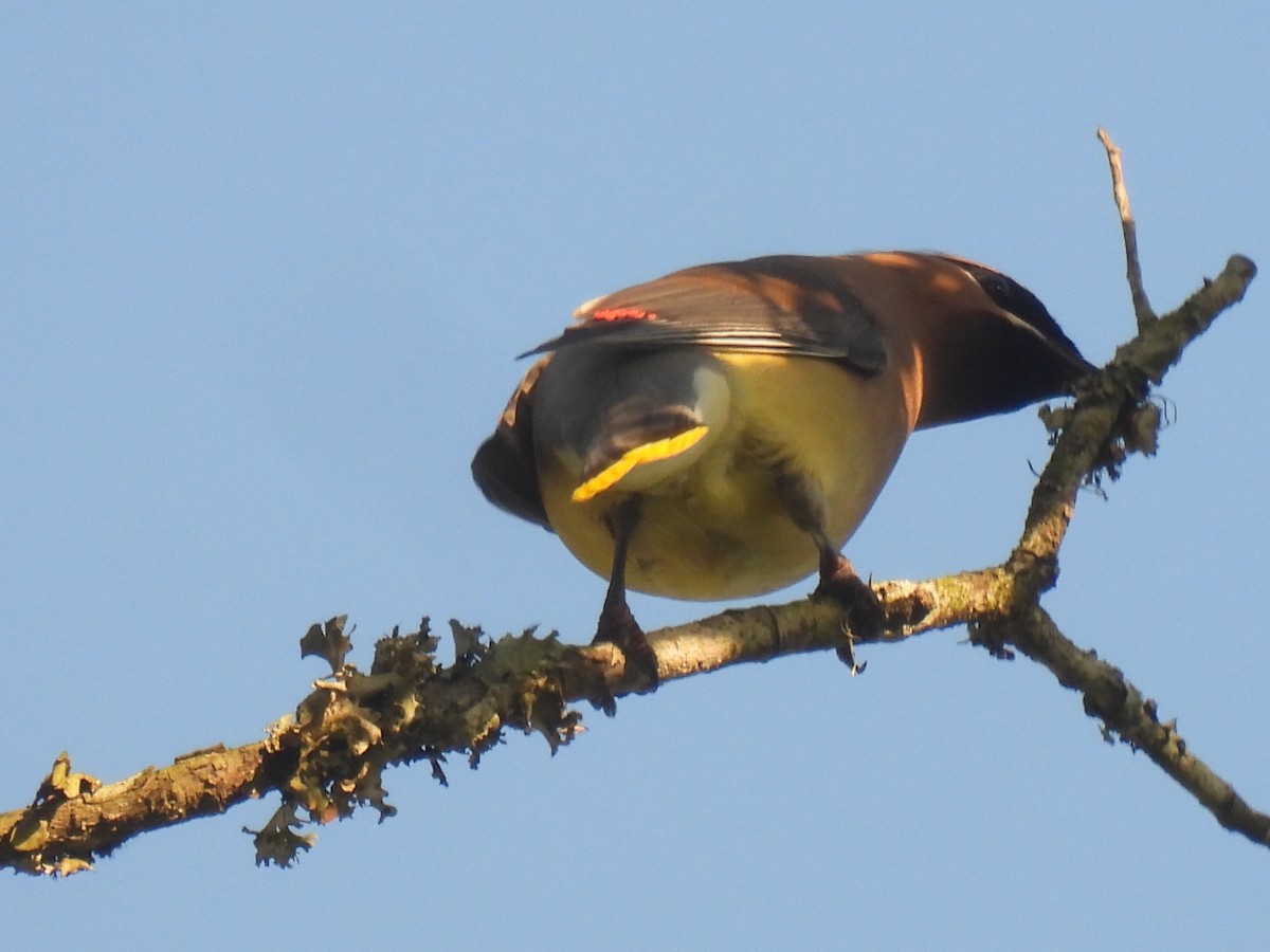 Cedar Waxwing - ML594412421