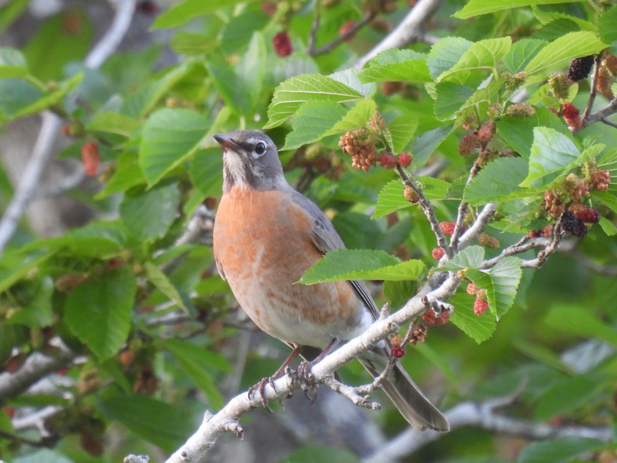 American Robin - ML594412521