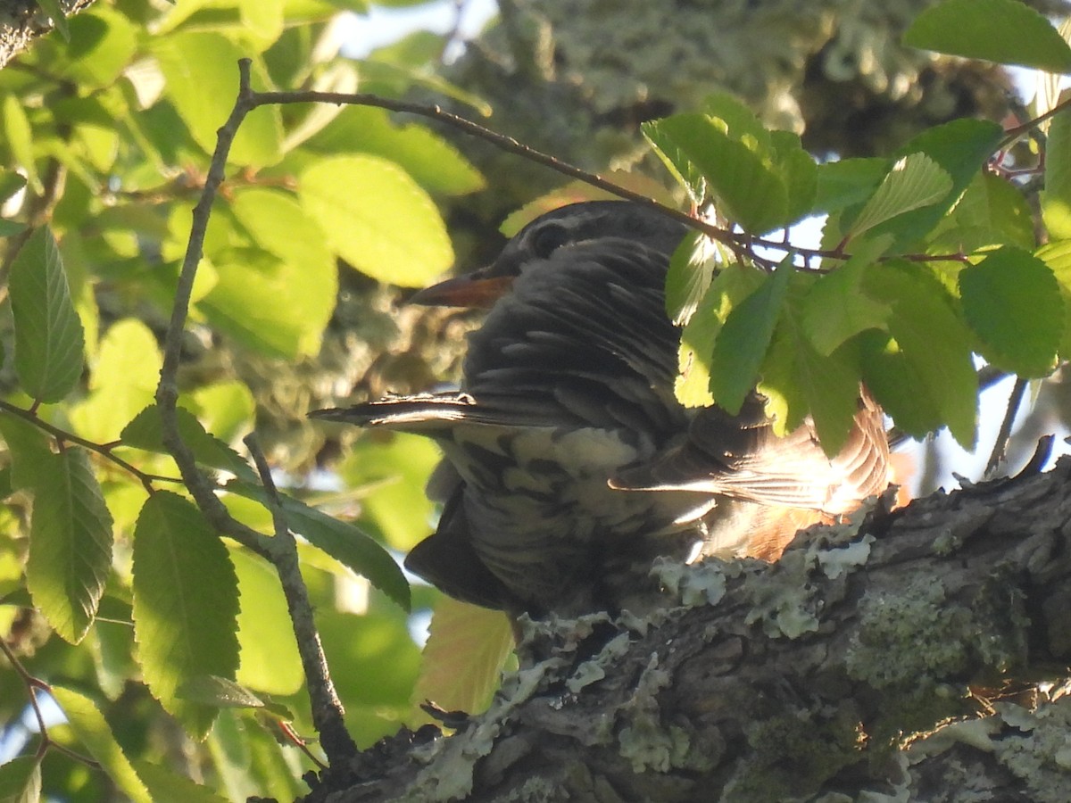 American Robin - ML594412551