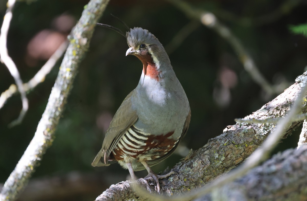 Mountain Quail - ML594413211