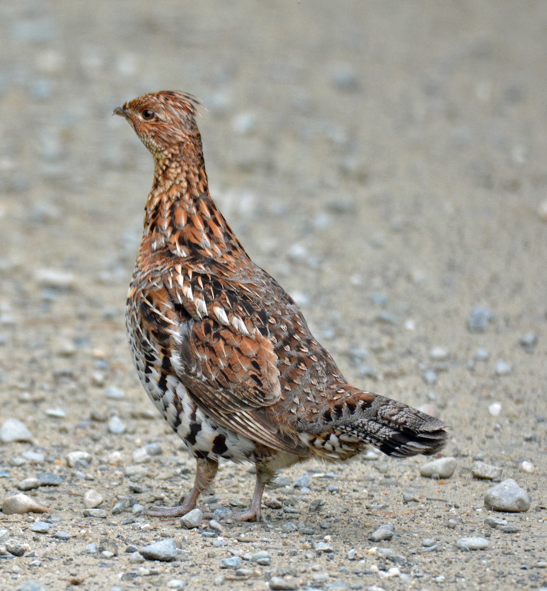 Ruffed Grouse - ML594413591