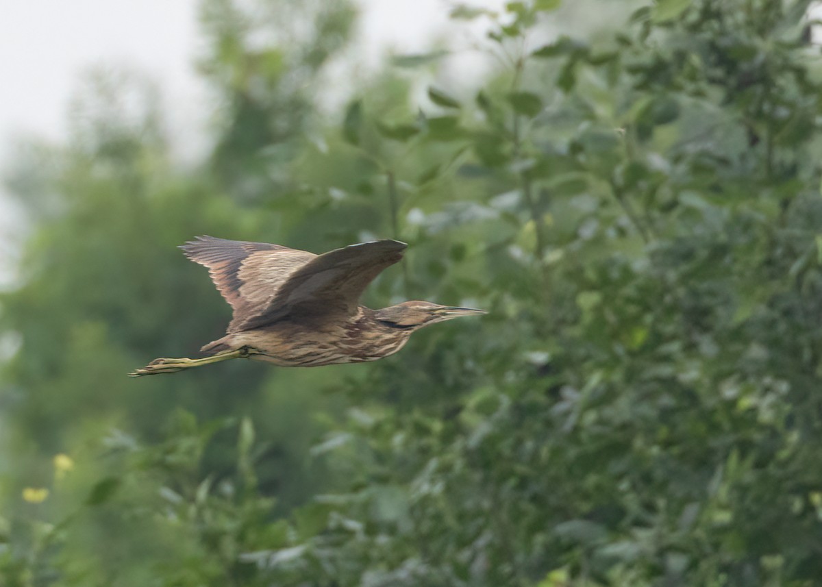 American Bittern - ML594413601