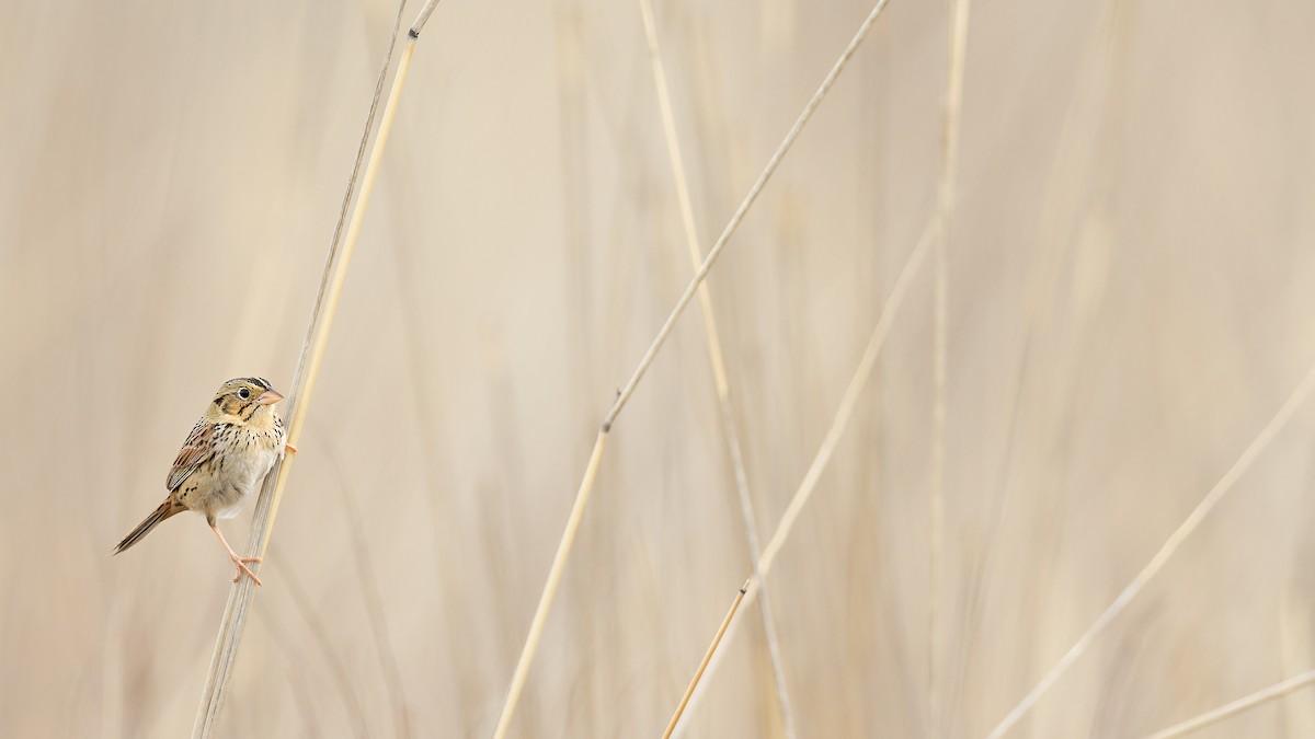 Henslow's Sparrow - ML594413981