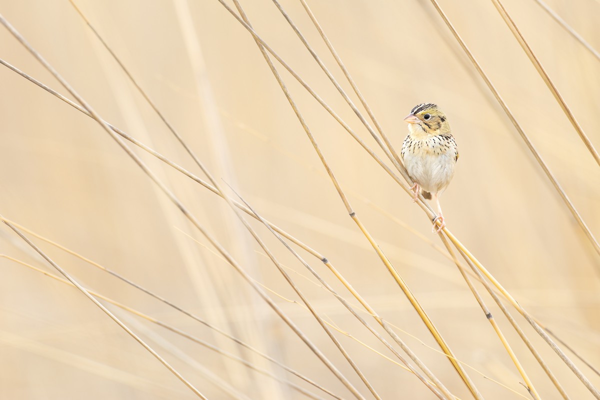 Henslow's Sparrow - Ryan Sanderson