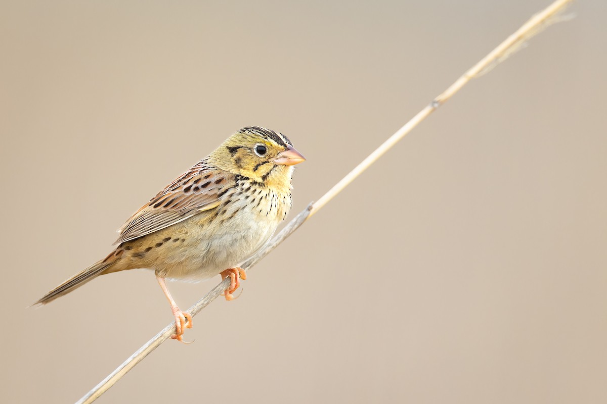 Henslow's Sparrow - ML594414001