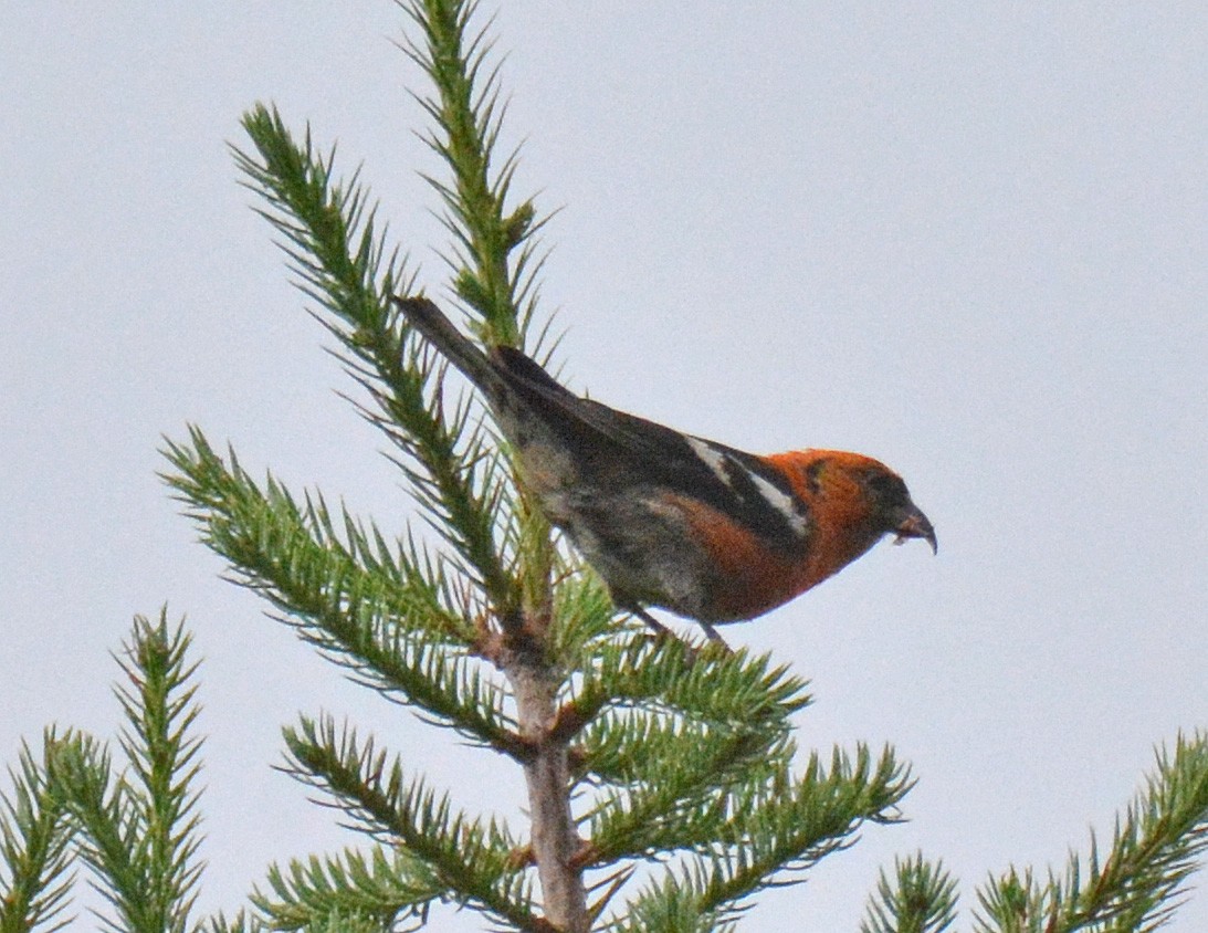 White-winged Crossbill - Michael J Good