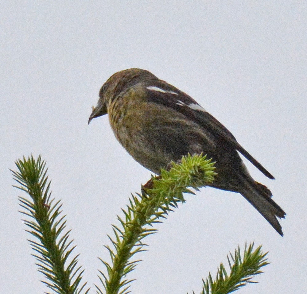 White-winged Crossbill - Michael J Good