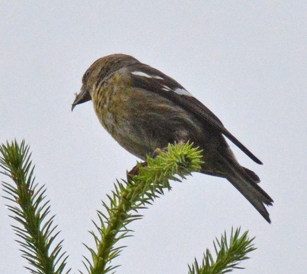 White-winged Crossbill - ML594414071