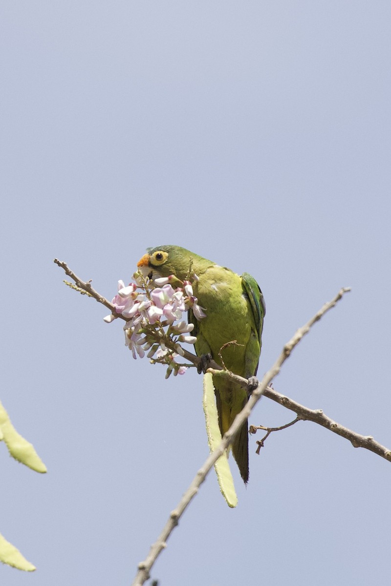 Aratinga Frentinaranja - ML594414491