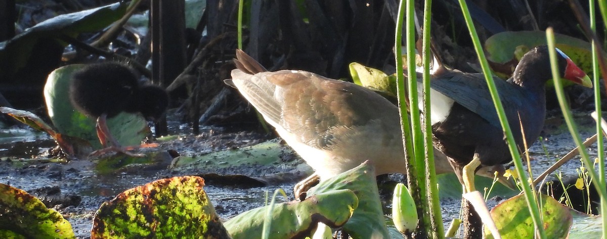 Purple Gallinule - ML594414661