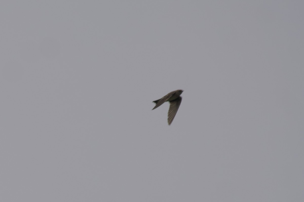 Northern Rough-winged Swallow - ML594416771