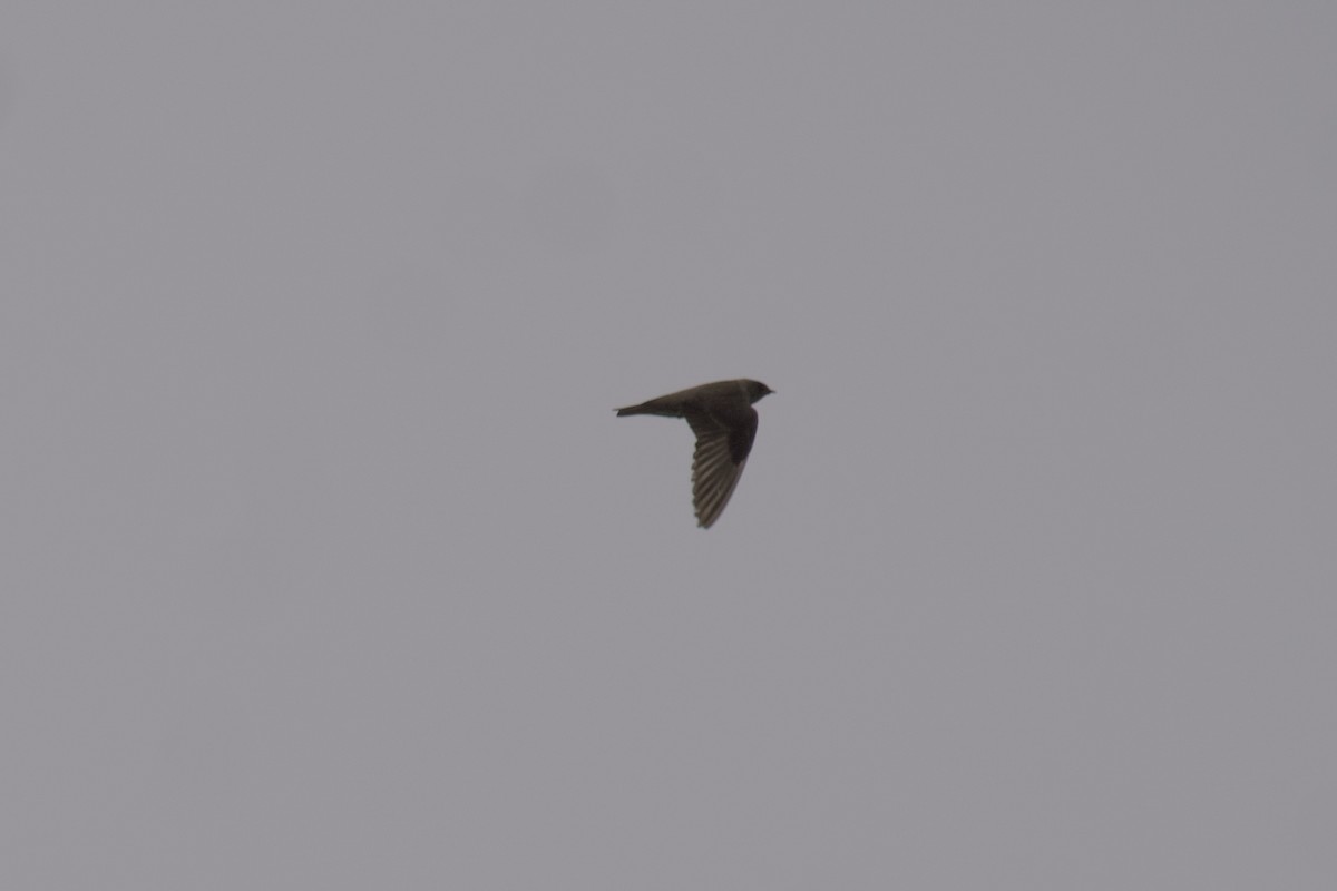 Northern Rough-winged Swallow - ML594416781