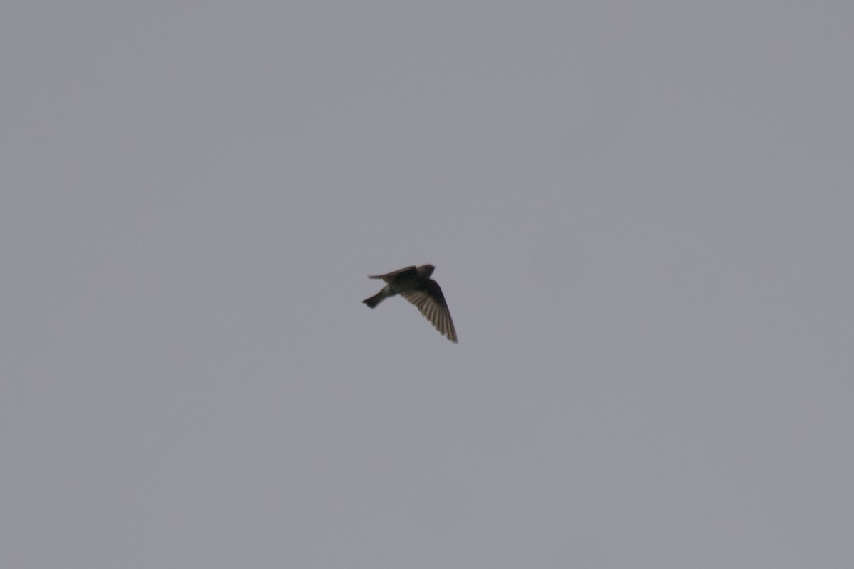 Northern Rough-winged Swallow - ML594416791