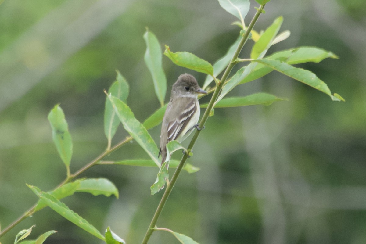 Willow Flycatcher - ML594416911