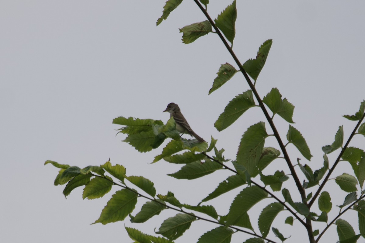 Willow Flycatcher - ML594416921