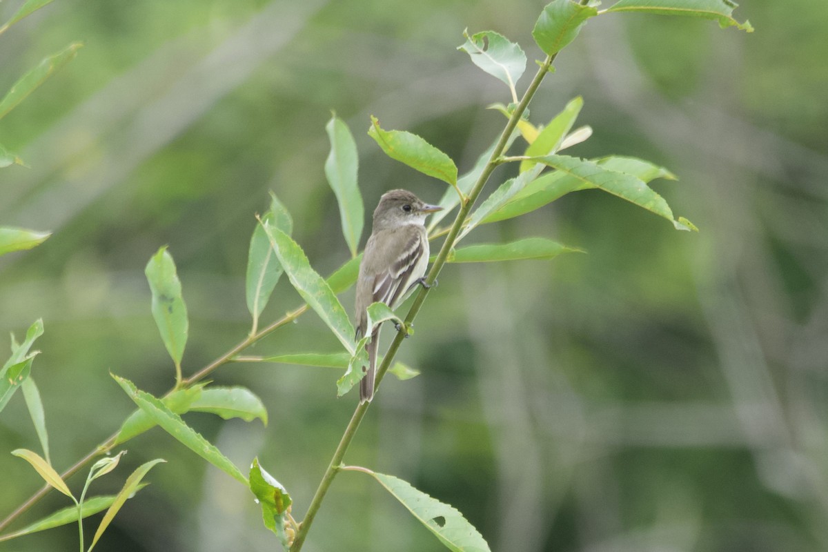 Willow Flycatcher - ML594416931
