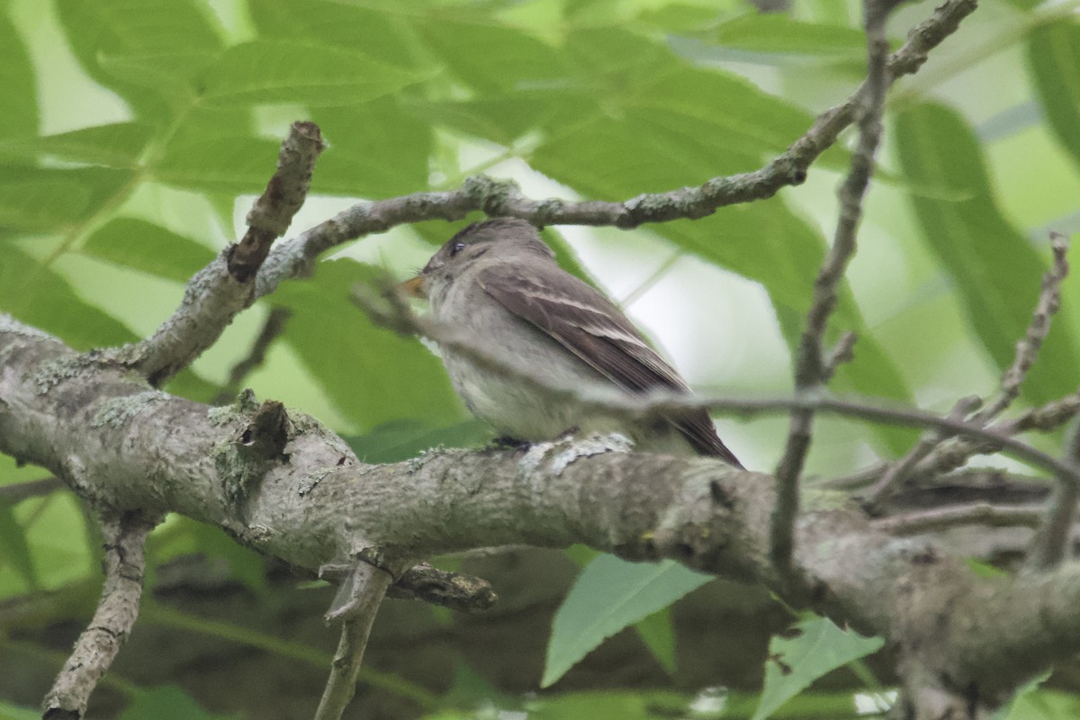 Eastern Wood-Pewee - ML594416981