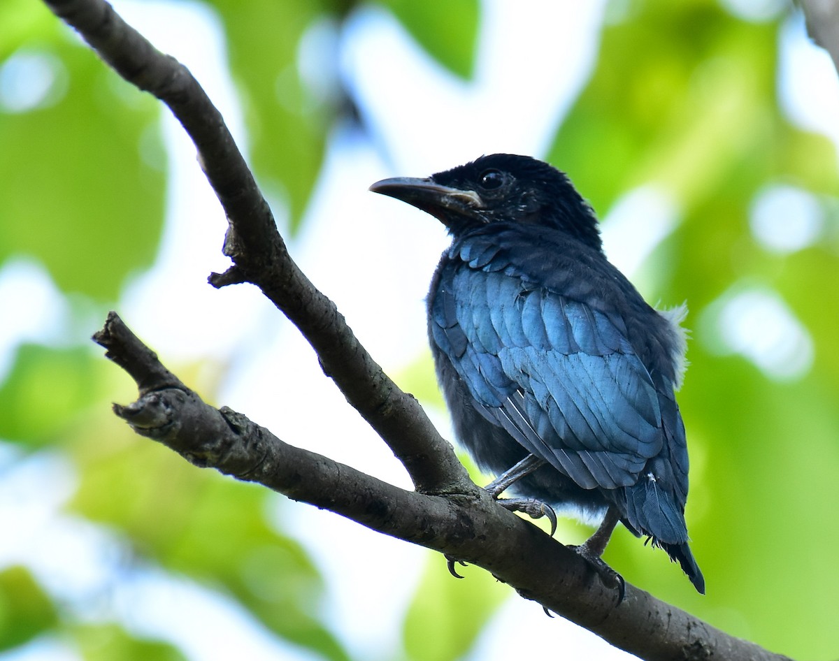 Hair-crested Drongo - Arindam Roy