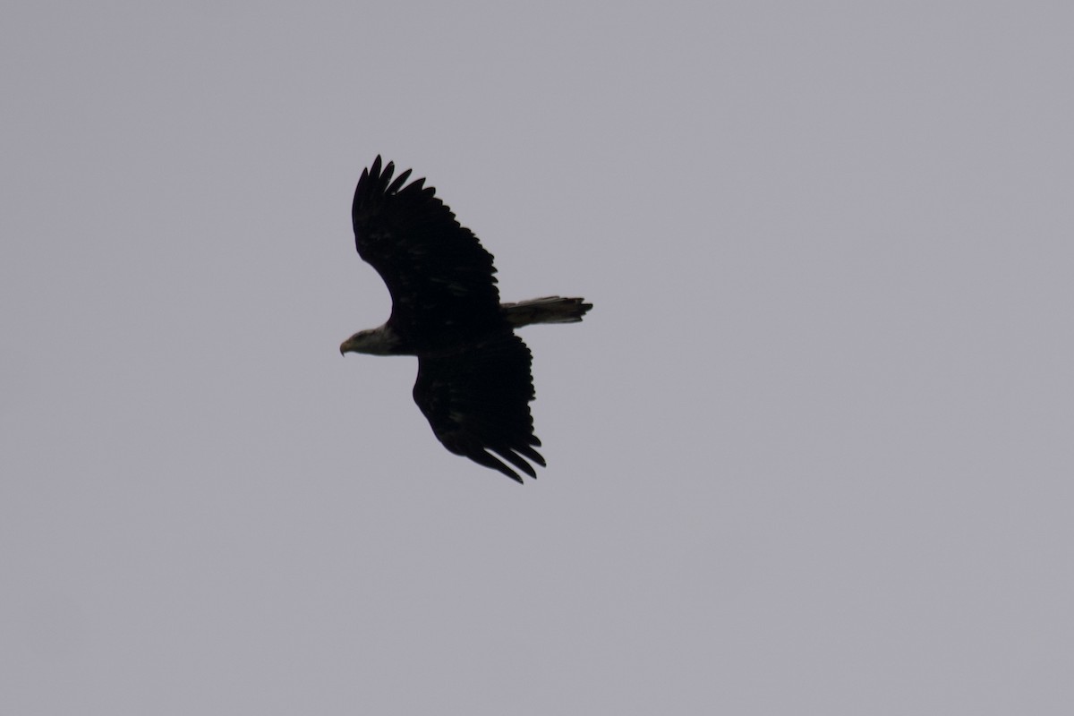 Bald Eagle - ML594417101