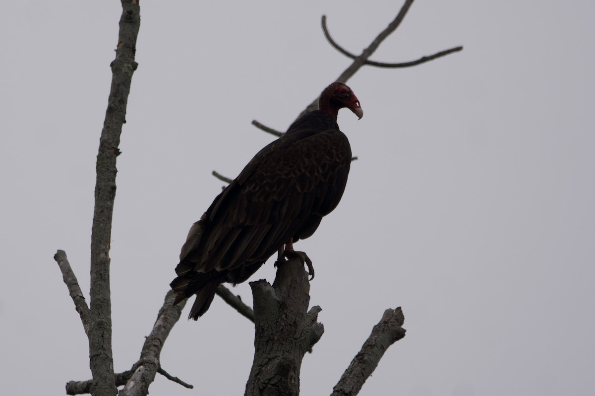 Turkey Vulture - ML594417131