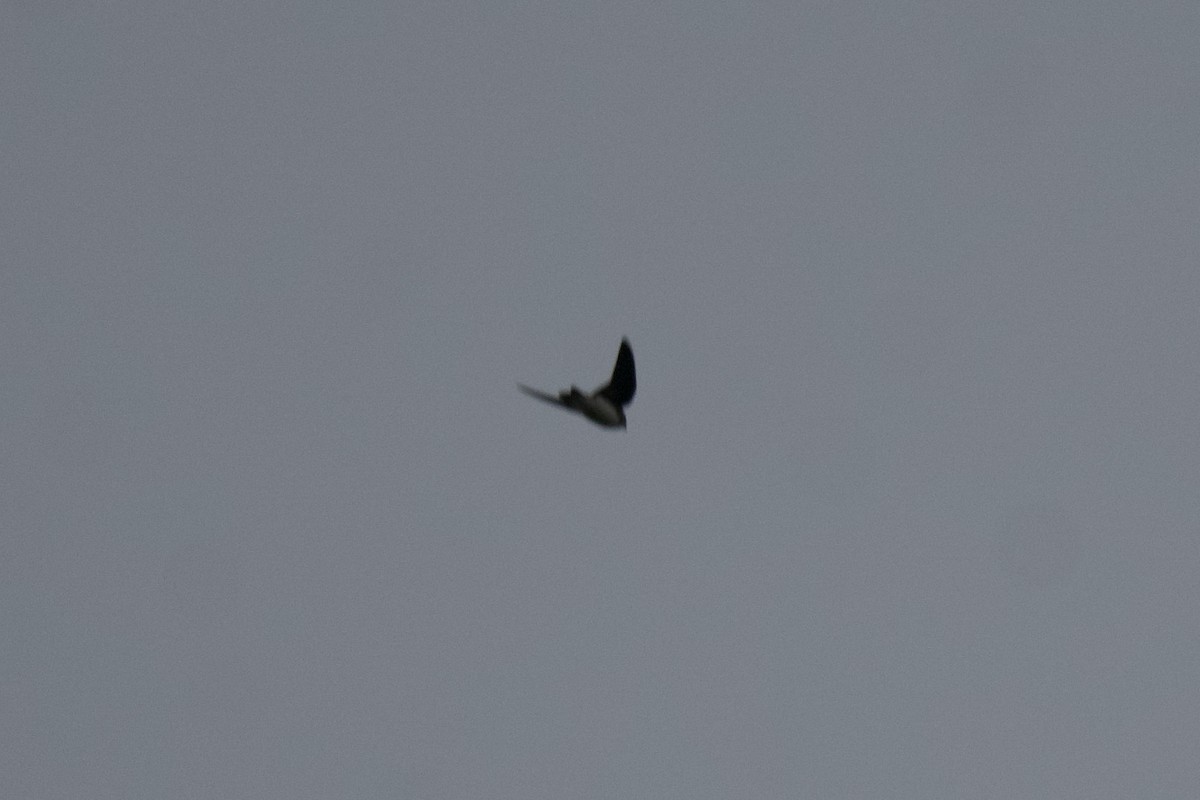Tree Swallow - ML594417991