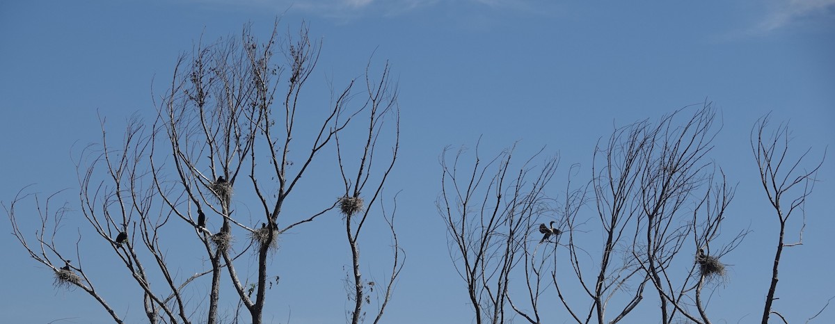 Double-crested Cormorant - ML594418411