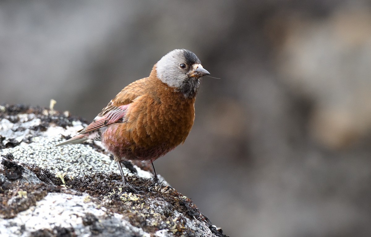 grånakkefjellfink (littoralis) - ML594418441