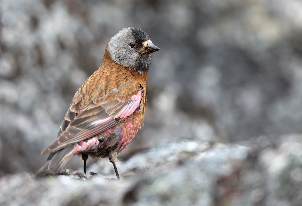 grånakkefjellfink (littoralis) - ML594418701