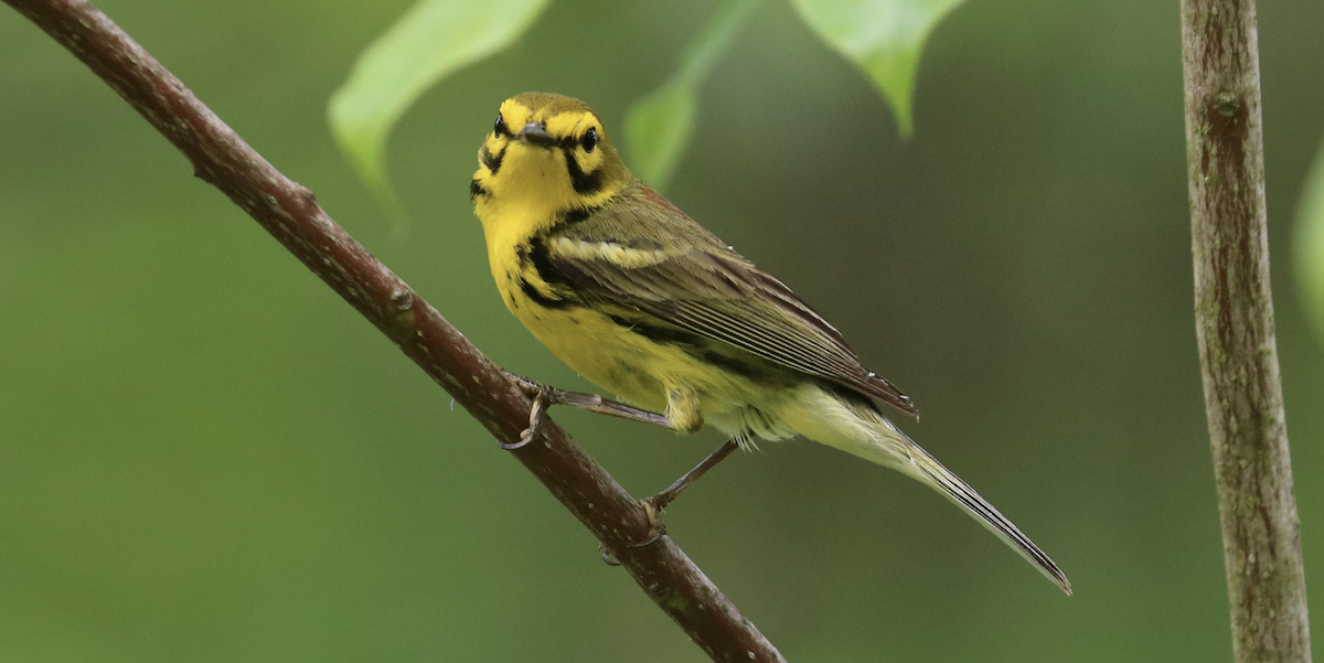 Prairie Warbler - ML594418841