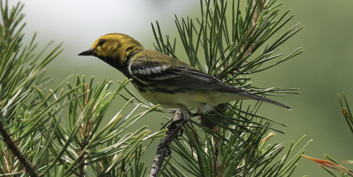 Grünmantel-Waldsänger - ML594418991