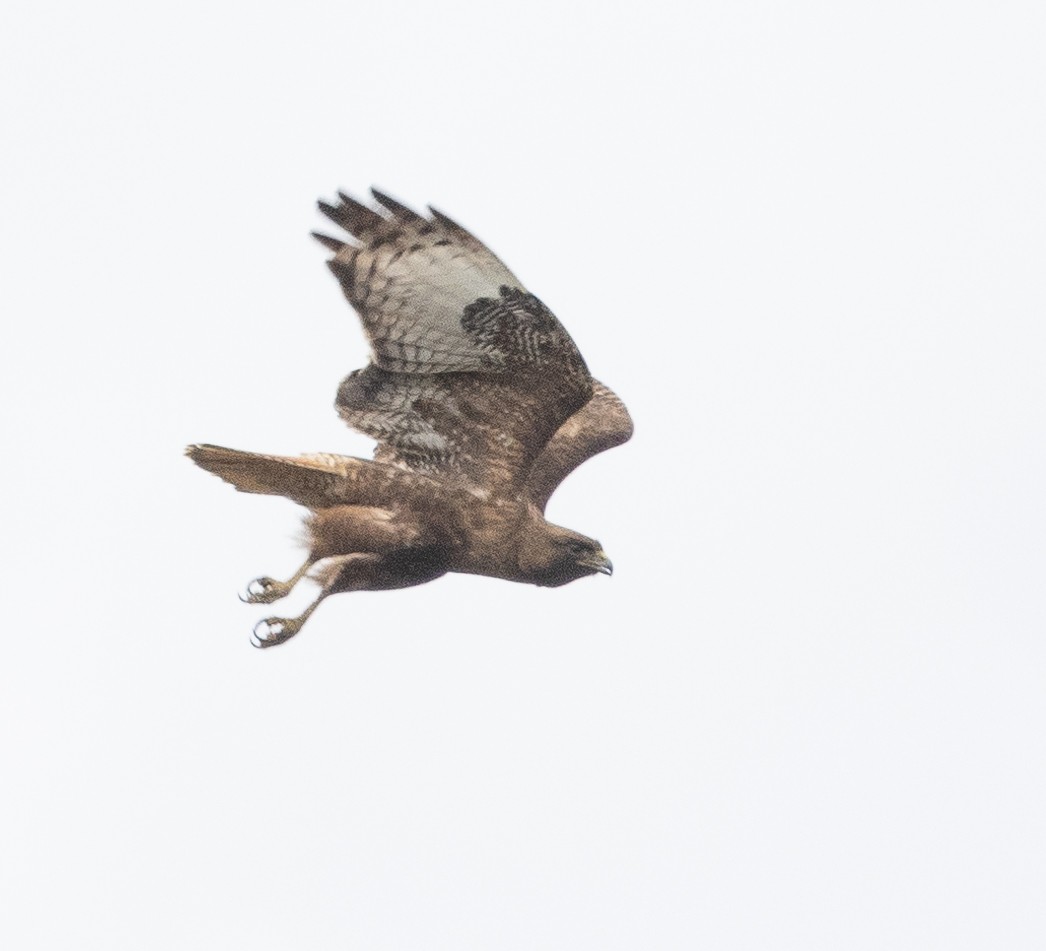 Red-tailed Hawk - ML594420071