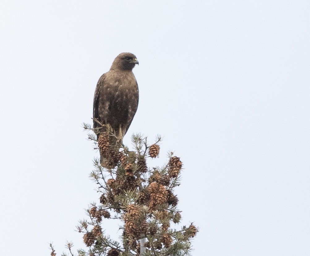 Red-tailed Hawk - ML594420081