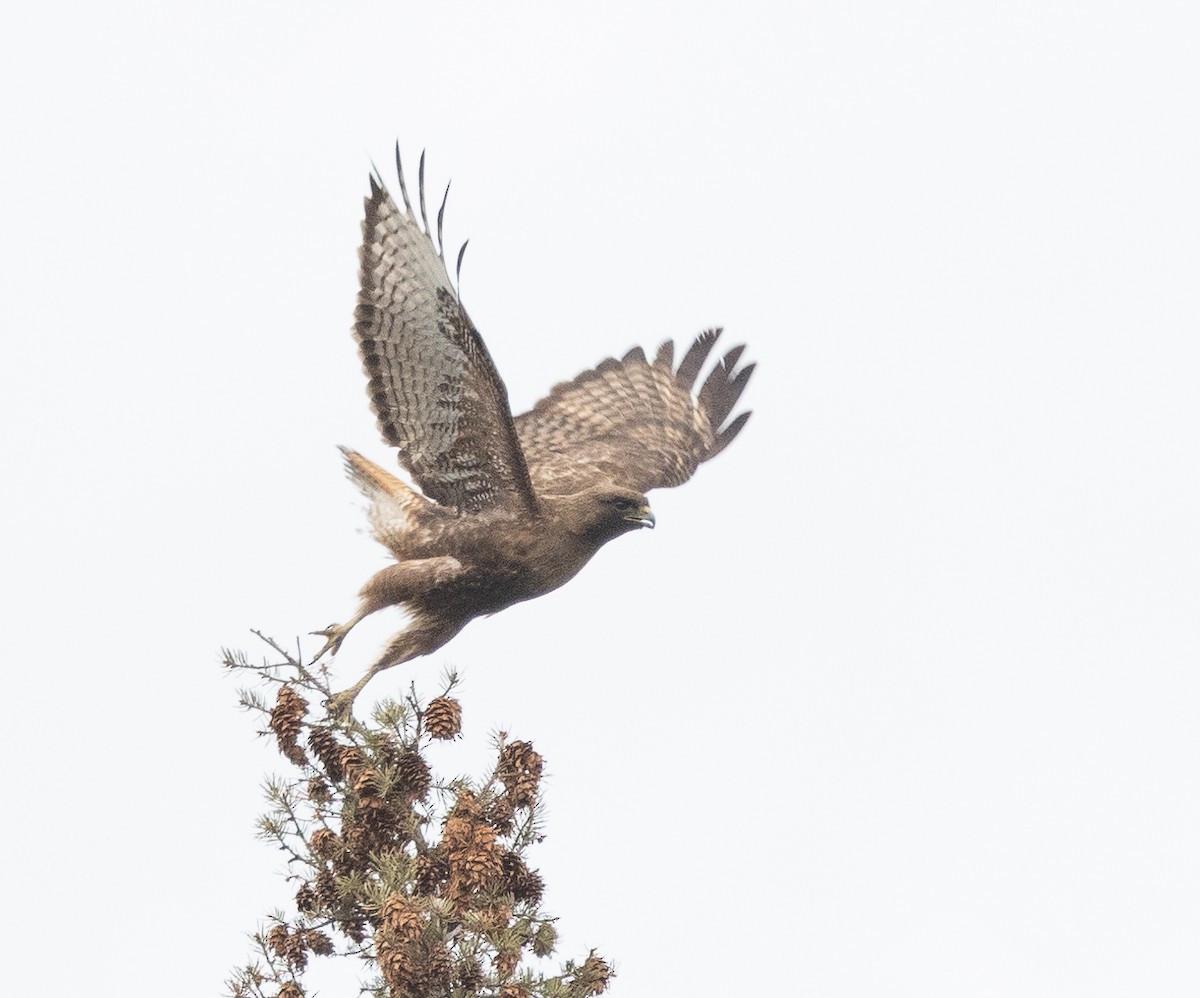 Red-tailed Hawk - ML594420091